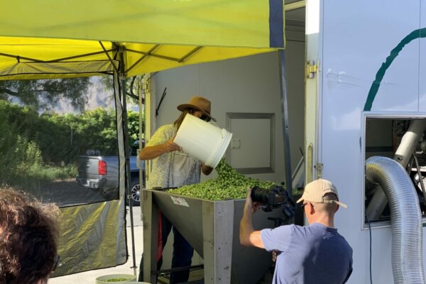 Sunnylands opens the historic Annenberg estate to a public olive harvest