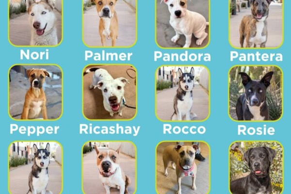 Palm Springs Animal Shelter: National Rescue Dog Week