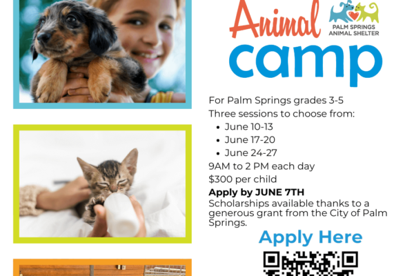 Palm Springs Animal Shelter: 2024 Animal Summer Camp